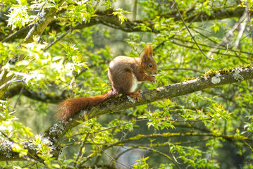 Red Squirrel sitting with a nut in a tree in Zurich, Switzerland