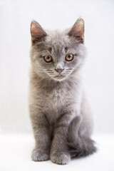 cute grey domestic kitten on light background