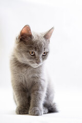 cute grey domestic kitten on light background