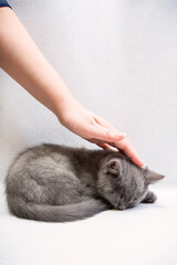 human hand pet the cute domestic gray young kitten sleeping