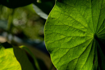 Leaf