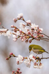 Spring　Bird