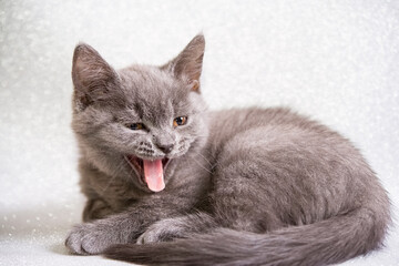 Fototapeta na wymiar cute yawning domestic young kitten on light background
