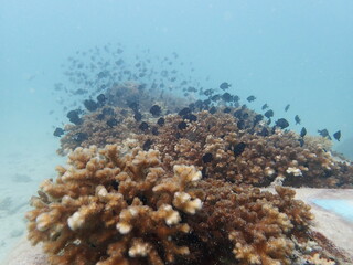 Coral transplant at coral nursery area in Marine park