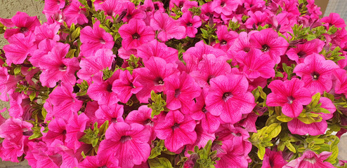Panorama of purple Petunia flowers.