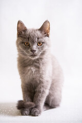 cute grey domestic kitten on light background