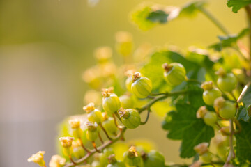 Young white currant fruit on branch, macro close up shot 