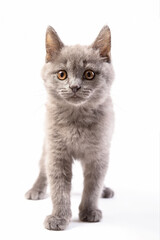 cute grey domestic kitten on light background