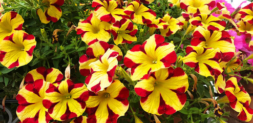 Panorama of yellow and red Petunia flowers.