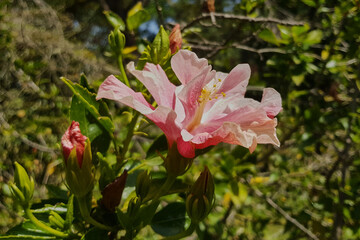 flowers in a decorative truss Botanical Garden Emek Hefer