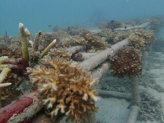 Coral transplant at coral nursery area in Marine park