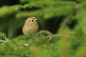 Goldcrest sitting on a spruce twig. European smallest bird in the nature habitat. Regulus regulus