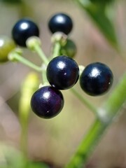 berries of a currant