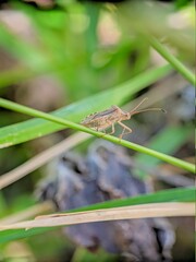 grasshopper on a leaf