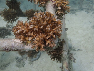 Coral transplant at coral nursery area in Marine park