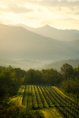 Sunrise vineyard in Friuli Venezia Giulia region
