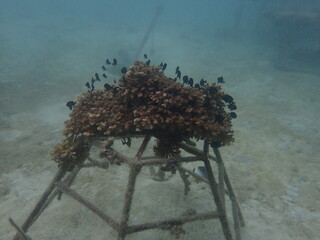 Coral transplant at coral nursery area in Marine park
