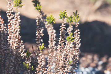 Dry heather flowers, macro photo. Calluna vulgaris