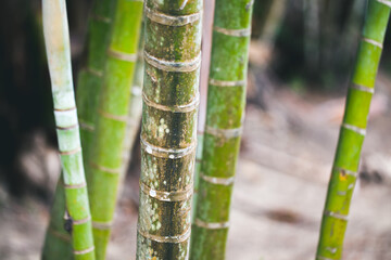 Green bamboo trunks, background photo