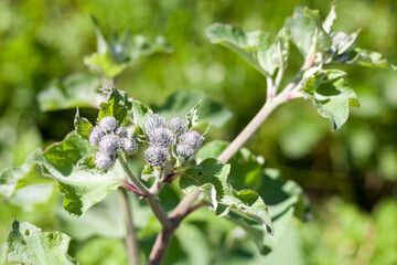 Arctium lappa or greater burdock, close up photo