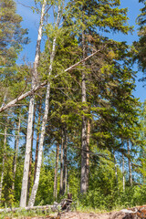 European summer forest landscape with a fallen tree