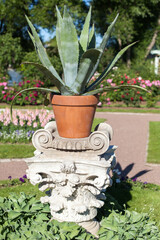 Potted Agave plant, garden decoration