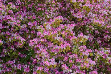 flowers in a decorative truss Botanical Garden Emek Hefer