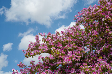 flowers in a decorative truss Botanical Garden Emek Hefer