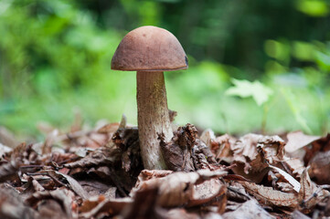 Brown mushroom - Leccinum scabrum