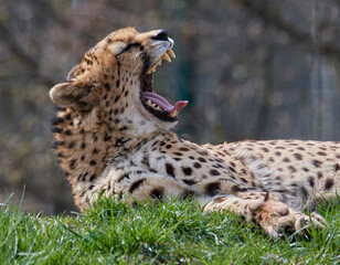 A cheetah (Acinonyx jubatus) in a grassy grassland and yellow flowers in a field.
