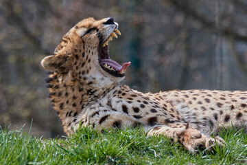 A cheetah (Acinonyx jubatus) in a grassy grassland and yellow flowers in a field.