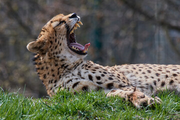 A cheetah (Acinonyx jubatus) in a grassy grassland and yellow flowers in a field.