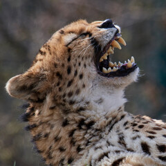 A cheetah (Acinonyx jubatus) in a grassy grassland and yellow flowers in a field.