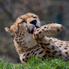 A cheetah (Acinonyx jubatus) in a grassy grassland and yellow flowers in a field.