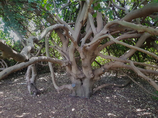 a tree of unusual shapein a decorative truss Botanical Garden Emek Hefer