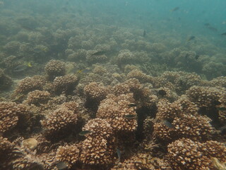 Coral transplant at coral nursery area in Marine park