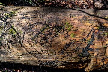 tronc d'arbre en décomposition sur le sol en forêt