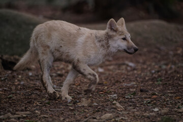 Loup et louveteau arctiques