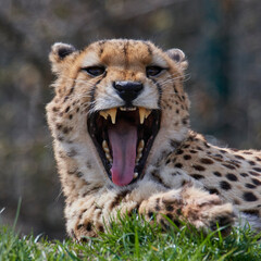 A cheetah (Acinonyx jubatus) in a grassy grassland and yellow flowers in a field.
