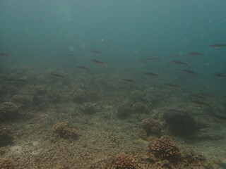 Coral transplant at coral nursery area in Marine park