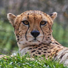 Fototapeta na wymiar A cheetah (Acinonyx jubatus) in a grassy grassland and yellow flowers in a field.
