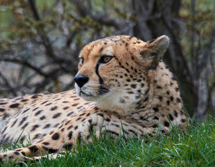 Naklejka na ściany i meble A cheetah (Acinonyx jubatus) in a grassy grassland and yellow flowers in a field.