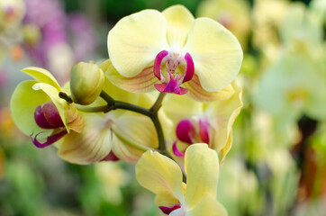 Naklejka na ściany i meble Orchid flowers are yellow. Greenhouse of beautiful flowers. Orchid species