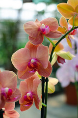 Fototapeta na wymiar Orchid flowers of different colors. Greenhouse of beautiful flowers. Orchid species