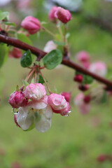Pink and white Apple blossoms on branches  covered by raindrops in the orchard on springtime. Malus domestica
