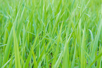 Fresh juicy green grass on a sunny spring day