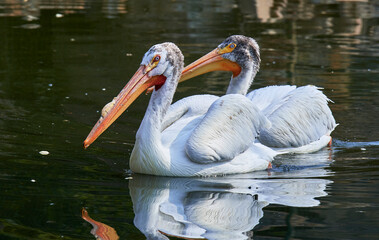 White Pelican (Pelecanus onocrotalus) on Watwr, in Summer