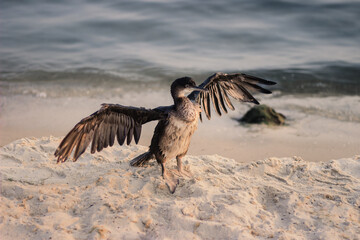 The great cormorant or shag (Phalacrocorax carbo) spread his wings.