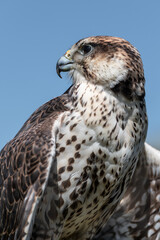close up portrait of a saker falcon. It is taken against a clear blue sky and shows the head and upper bodies it looks to the left