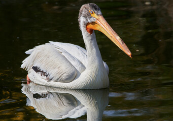 White Pelican (Pelecanus onocrotalus) on Watwr, in Summer